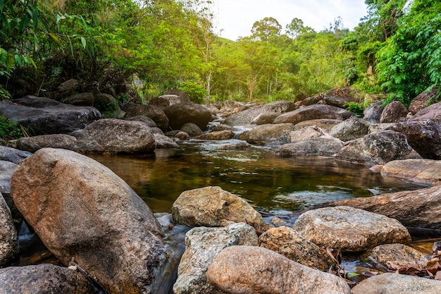 Río de piedra y árbol colorido, ver agua río árbol en bosque