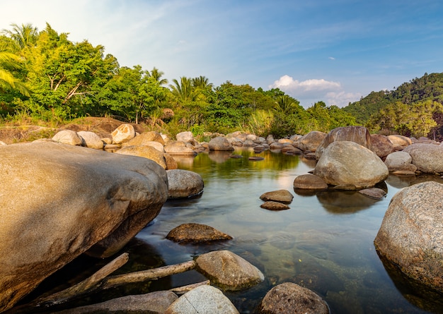 Río piedra y árbol con luz solar, río piedra en bosque