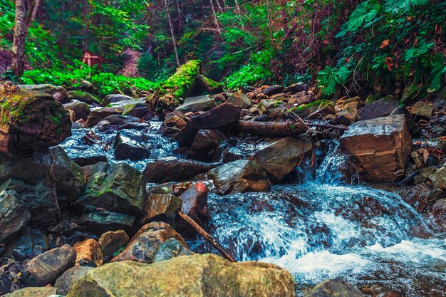 Río profundo en el bosque de montaña. Composición de la naturaleza