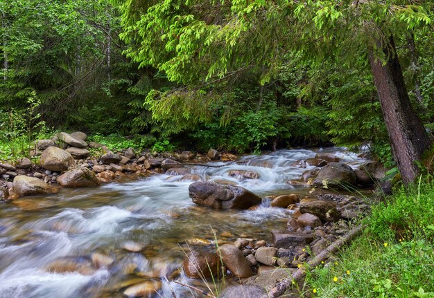 Río profundo en bosque de montaña