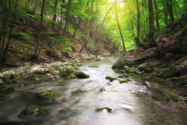 Río profundo en el bosque