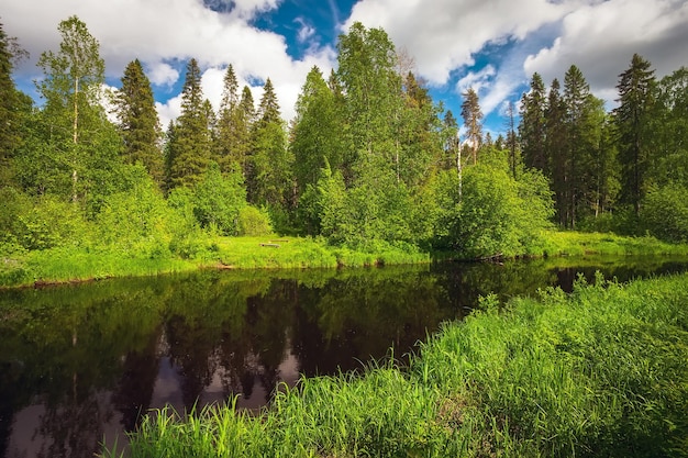 Río que fluye en el bosque Hermoso paisaje de verano con cielo azul y nubes Naturaleza de Karelia