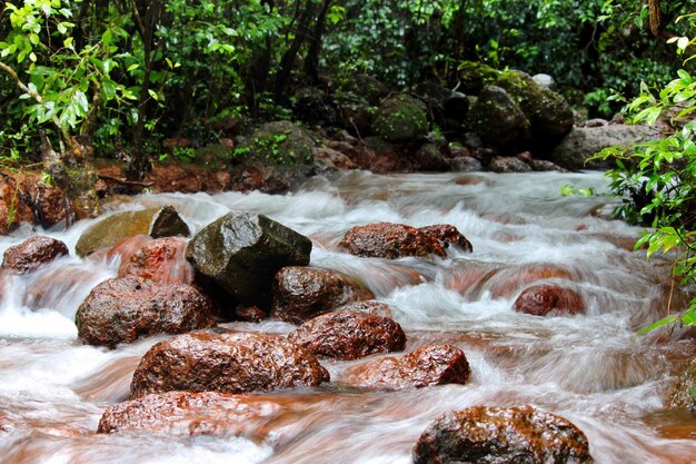 Foto río que fluye en el bosque