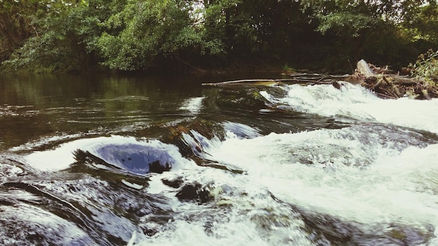 Foto río que fluye en el bosque