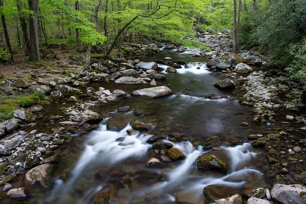 Río que fluye en un bosque