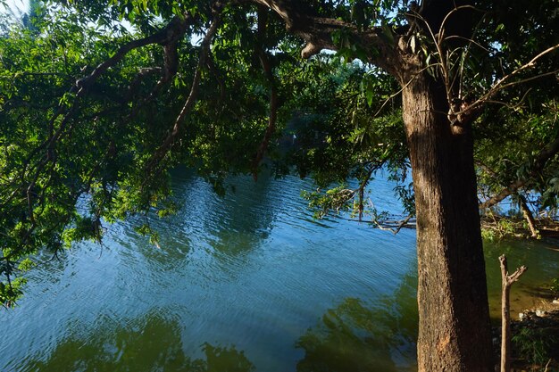 río que fluye bajo un gran árbol