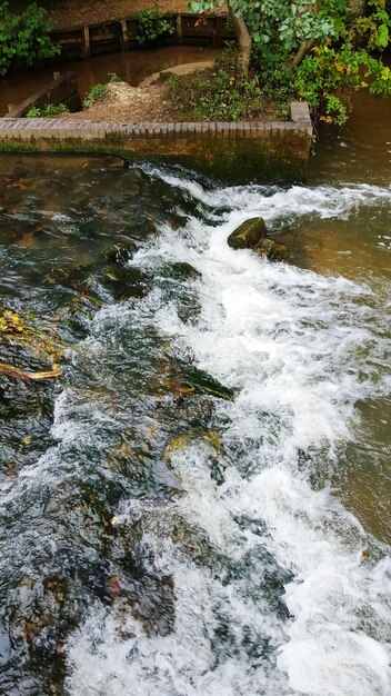 Foto río que fluye a través del bosque