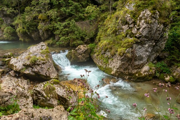 Río rápido cerca del bosque en las montañas de Bucegi, Rumania