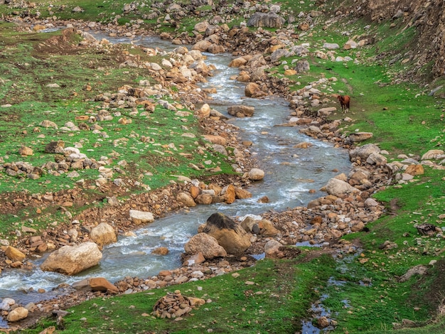 Rio rápido da montanha. Cortando um rio de montanha em um vale verde.