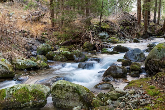 El río rápido fluye en el bosque de montaña de coníferas entre piedras cubiertas de musgo Río Smrecianka Tatras occidentales Valle de Ziarska Ziarska dolina Eslovaquia Hermoso paisaje de montaña de bosque de naturaleza alpina