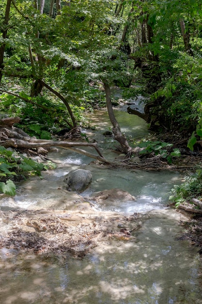 Un río rápido y frío de montaña fluye entre el bosque de sicomoros en un día soleado de verano Grecia