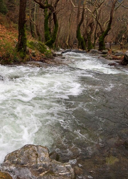 Río rápido montañoso con agua clara en las montañas Dirfys en la isla de Evia Grecia