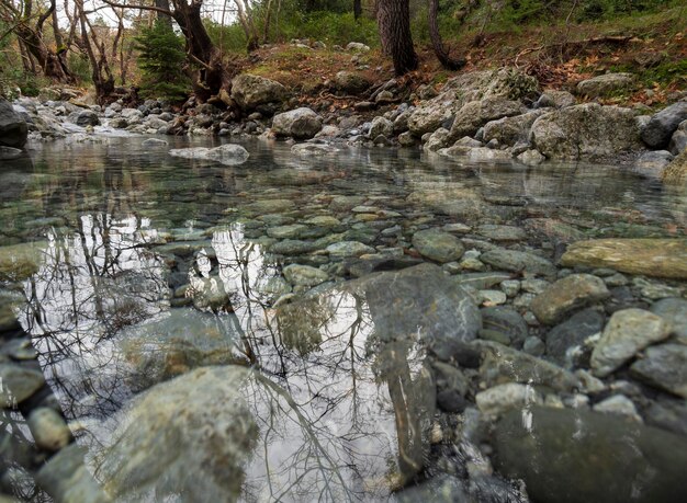 Río rápido montañoso con agua clara y plátanos en Dirfys en la isla de Evia Grecia