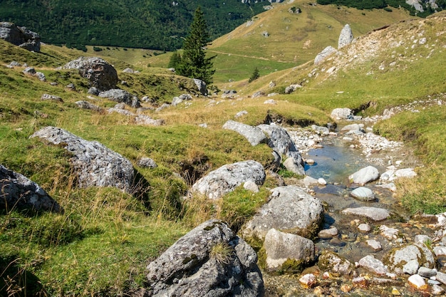 Rio rápido perto de uma bela floresta nas montanhas bucegi, romênia