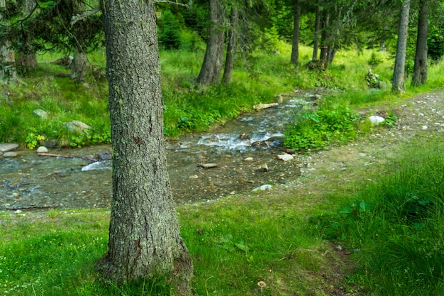 Rio rápido perto de uma bela floresta nas montanhas bucegi, romênia