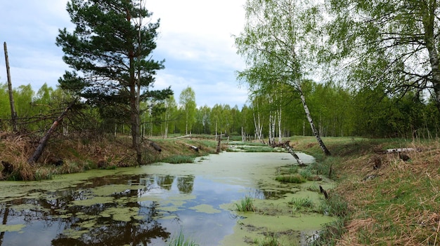 Río con reflejo y lenteja de agua en la superficie del agua contra el fondo de los abedules