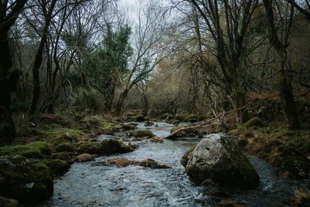 Foto un río con una roca de musgo en él y un arroyo con un árbol en el fondo