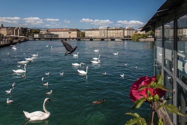 Río Ródano de Ginebra con cisnes y gaviotas