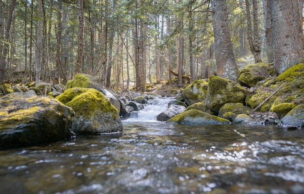 Río rodeado de piedras en el bosque