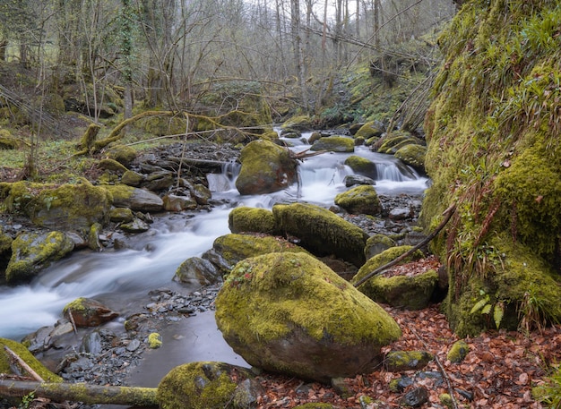 Río rodeado de piedras en el bosque