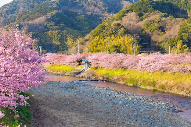 Río sakura nad