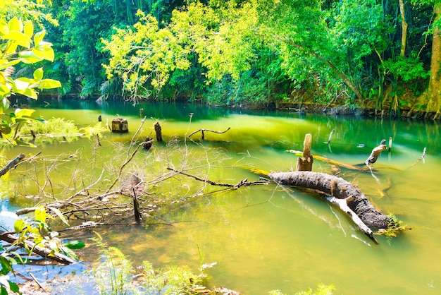 río selva verde bosque