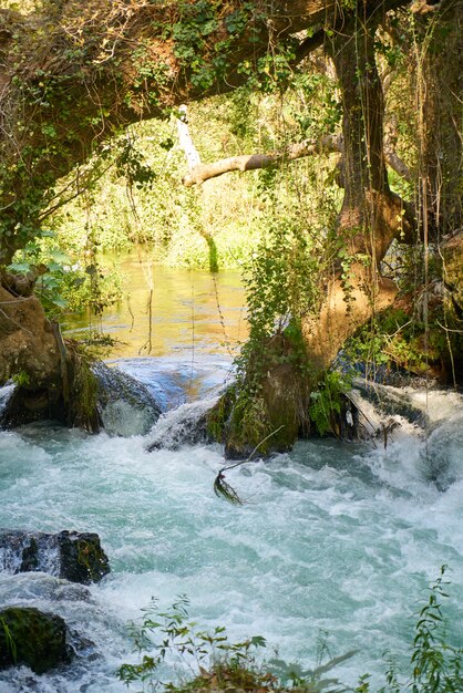 Un rio en la selva