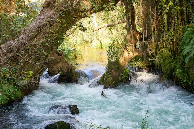 Un rio en la selva