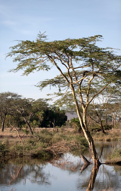 Rio Seronera no Serengeti, Tanzânia, África