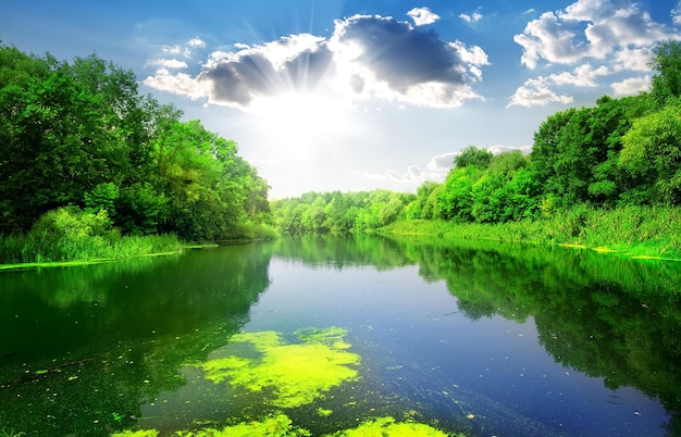 Río silencioso a través del bosque verde en verano