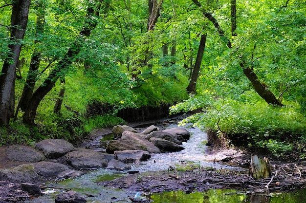 Río sobre arboleda