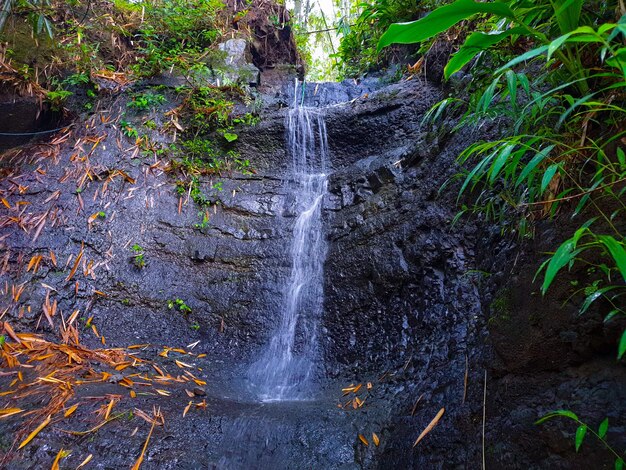 Río sobre una roca en el bosque