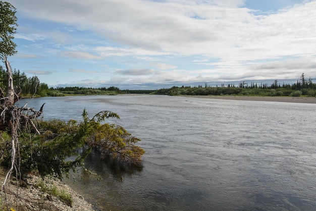 Río taiga del norte en los Urales polares