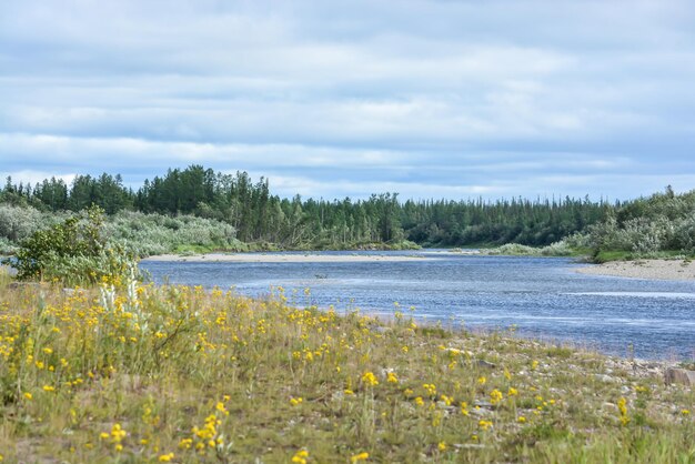 Río taiga del norte en los Urales polares