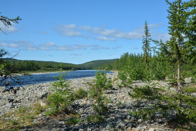 Río taiga del norte en los Urales polares