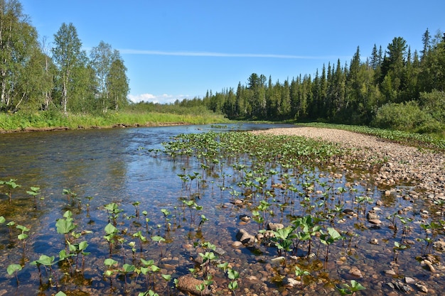 Rio Taiga nos Urais do Norte