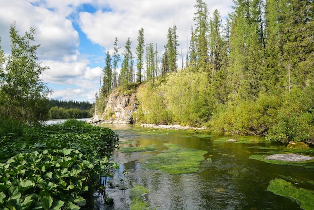 Río Taiga en la República de Komi