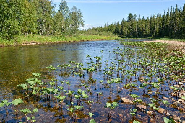 El río Taiga Ural