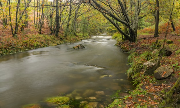 rio Tamuxe na Galiza. paisagem natural