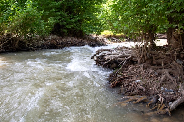 Rio tempestuoso da floresta conífera