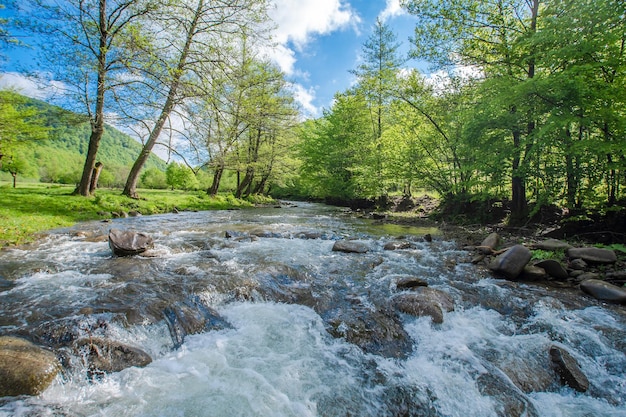 Rio tempestuoso que flui perto da floresta em um fundo de montanhas na paisagem natural do dia de verão