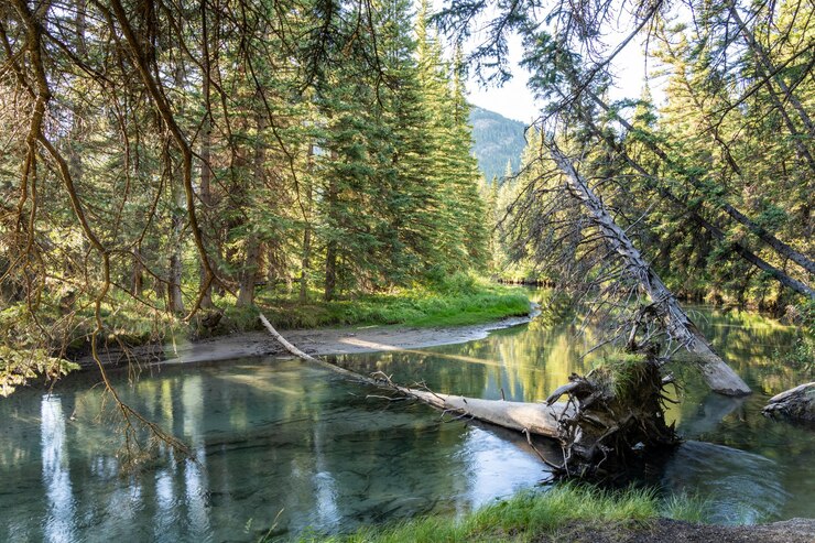 Río tranquilo en el bosque de pinos verdes la luz del sol se refleja en el agua Parque Nacional Banff Canadá