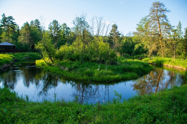 Un río tranquilo en un hermoso bosque de verano.