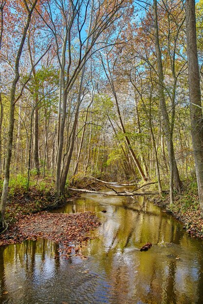 Río tranquilo en medio de un bosque en otoño donde las ramitas y troncos han caído al agua