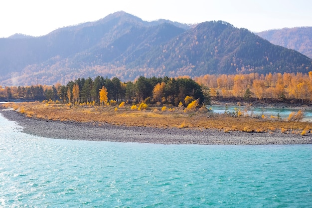 Rio turquesa Katun e Larício amarelo e outras árvores de outono em um dia ensolarado Território de Altai