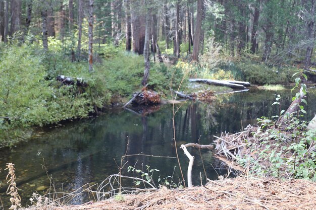 Río y valles de Yosemite Merced