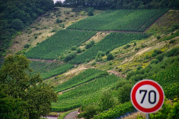 Foto rio weinberge mosel