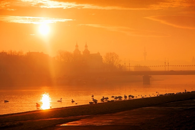 Río Wisla con cisnes en Cracovia