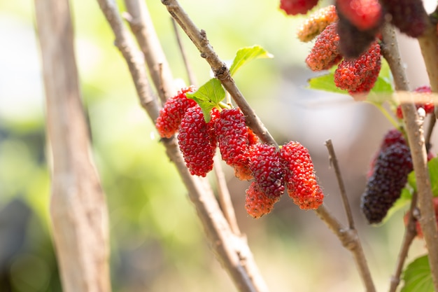 Rip Mulberry frutas colgando de la planta