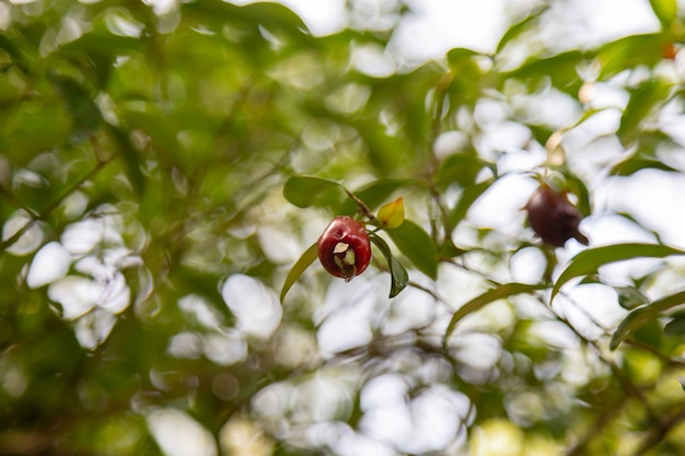 Foto ripe eugenia involucrata una especia exótica de cereza que se encuentra comúnmente en américa del sur en brasil